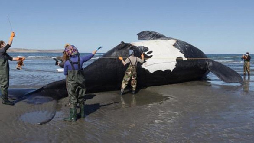 Ya son 13 las ballenas muertas en Chubut